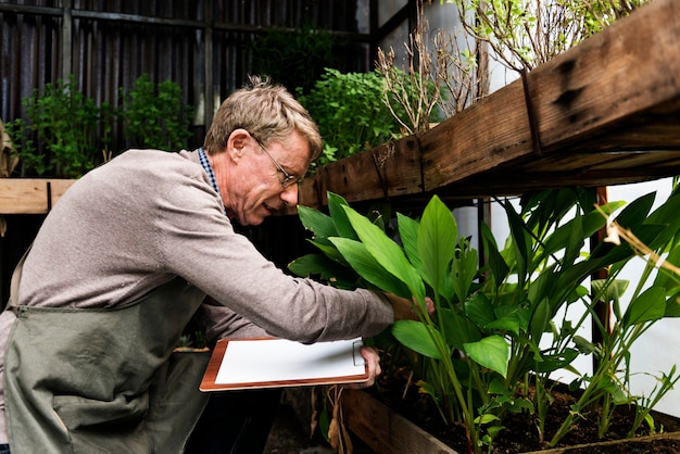 Viejo hombre estudiando las plantas en el invernadero