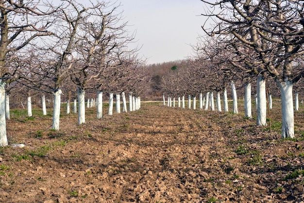 viejo huerto de manzanas con árboles cubiertos con fungicida