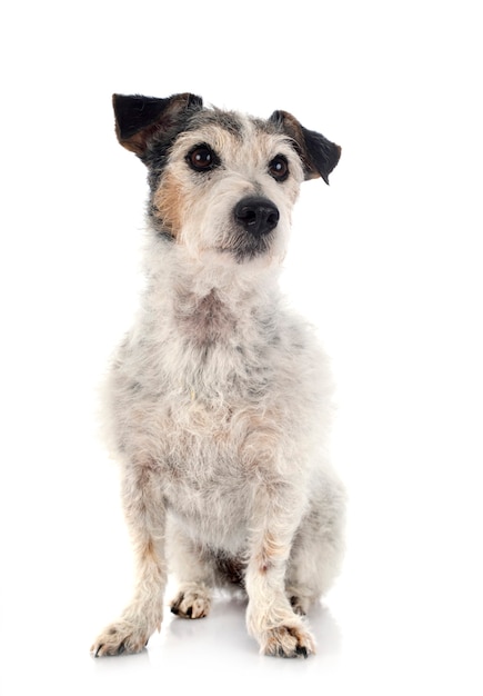 Viejo jack russel terrier delante de un blanco aislado