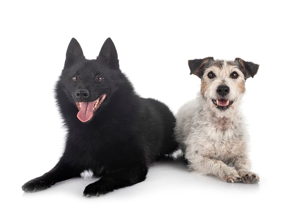 Viejo jack russel terrier y schipperke delante de un fondo blanco