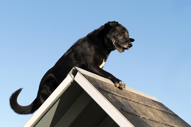 Viejo labrador retriever en agilidad