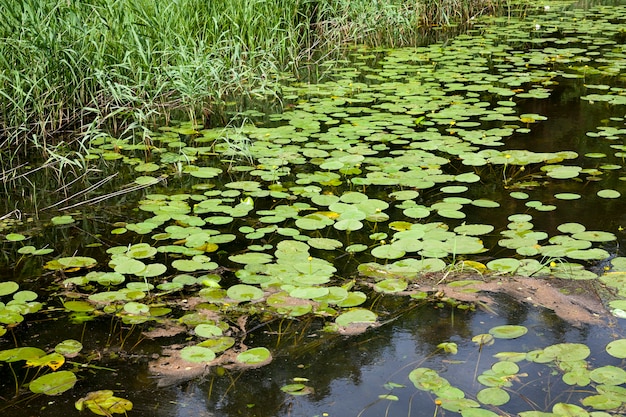 Viejo lago con nenúfares crecientes