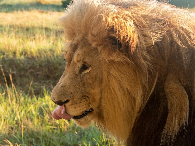 Viejo león macho en la hierba en el sur de África