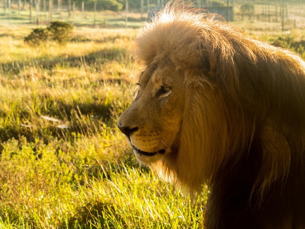 Viejo león macho en la hierba en el sur de África