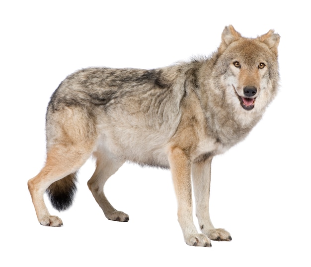 Viejo lobo europeo - Canis lupus lupus