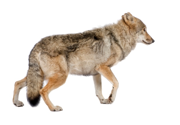 Viejo lobo europeo - Canis lupus lupus