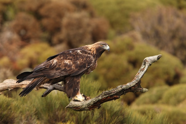 Viejo macho de águila real