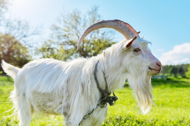 Viejo macho de cabra blanca en prado verde, mirando a la cámara