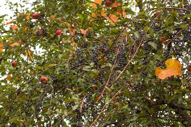 Viejo manzano con manzanas rojas entrelazadas con uvas en otoño