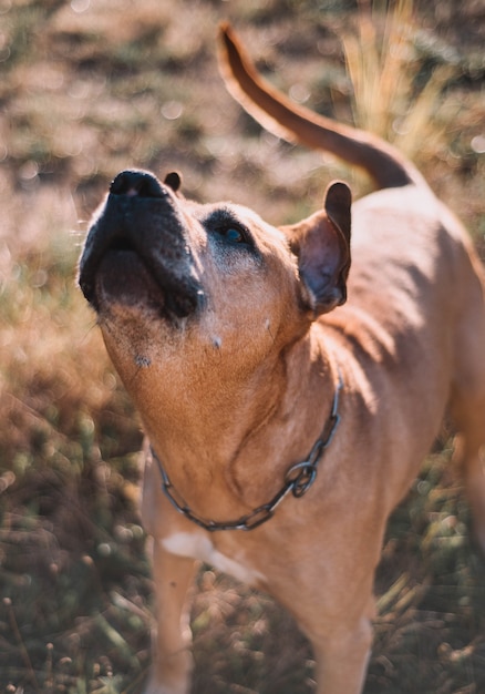 Viejo y marrón perro de raza cimarrón uruguayo disfrutando de un día soleado en el parque