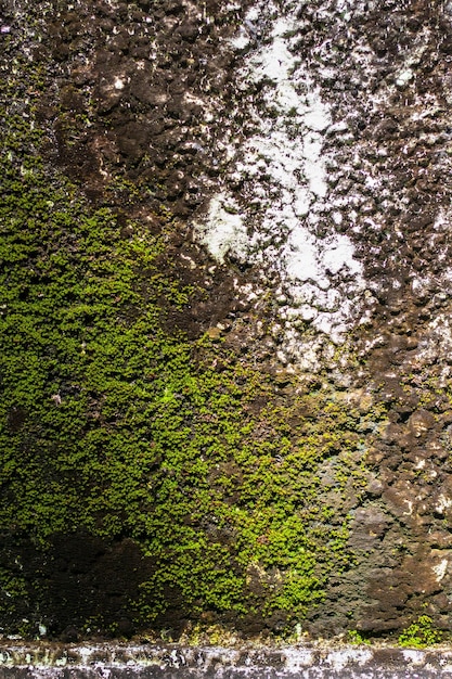 Viejo muro cubierto de musgo verde y líquenes Vertical