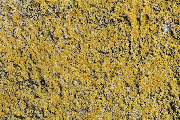 Viejo muro de hormigón con musgo amarillo Textura de piedra musgosa desgastada