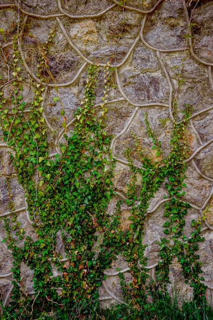 Viejo muro de piedra con hiedra.