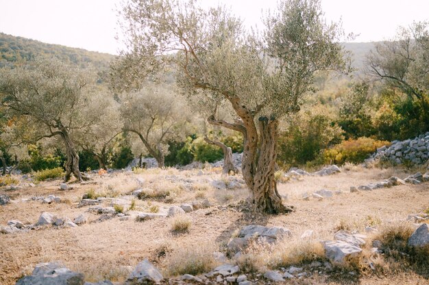 Un viejo olivo en una arboleda de varios pisos en la ladera de una colina entre las piedras llenas de cálida puesta de sol