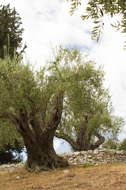 Foto viejo olivo en el jardín de otoño. de cerca. grecia.