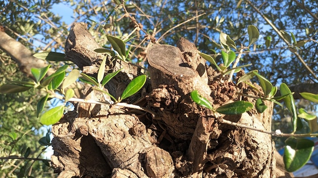 Un viejo olivo podado crece en un lecho de flores en Portugal con ramas jóvenes