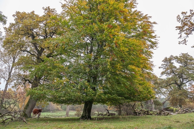 Viejo parque de otoño, otoño, escena de otoño. Hermoso parque otoñal