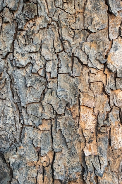 Viejo patrón de fondo de textura de árbol de madera