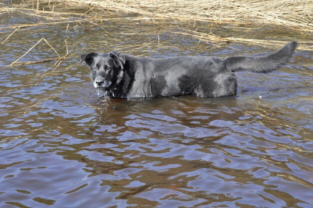 Viejo perro negro se baña en agua. El perro está muy caliente.