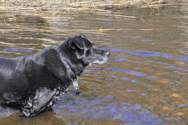 Viejo perro negro se baña en agua. El perro está muy caliente.