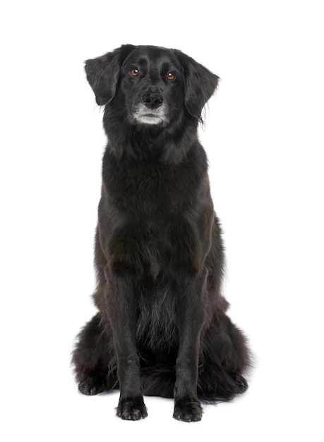 Viejo perro de raza mixta con labrador, 6 años.