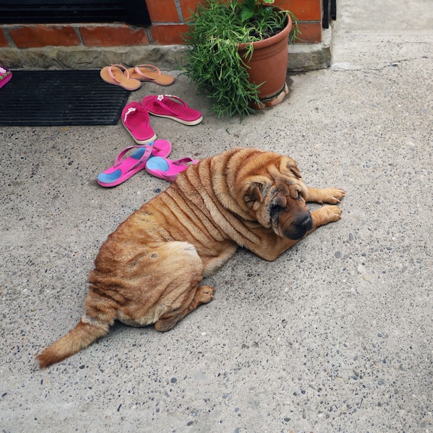 Viejo perro sharpei descansando tranquilamente en el patio en el piso fresco