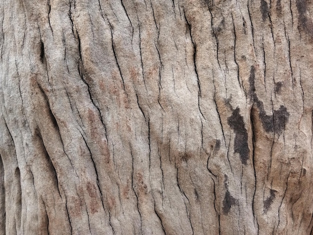 Viejo piso de madera para diseño gráfico o papel tapiz