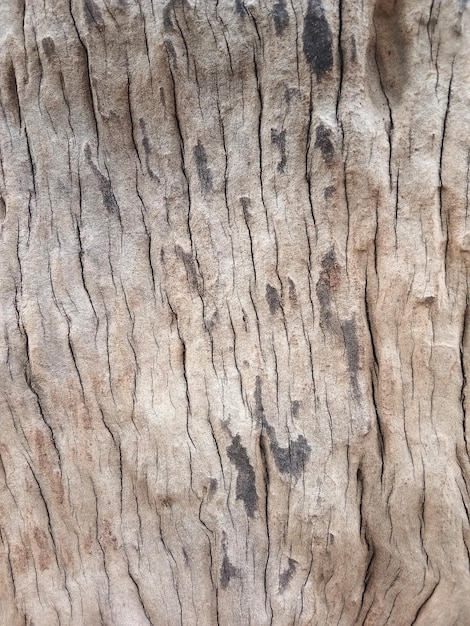 Viejo piso de madera para diseño gráfico o papel tapiz