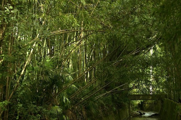 Viejo puente en el bosque de bambú verde tropical