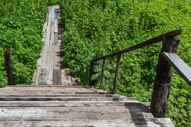 Viejo puente de madera en el campo de flores de cosmos amarillo