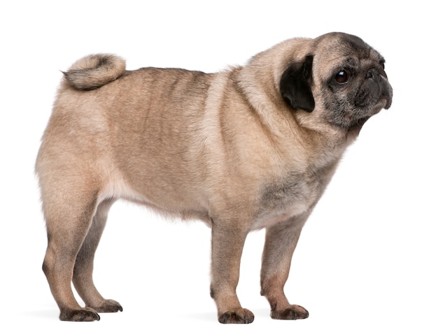 Viejo pug (6 años)