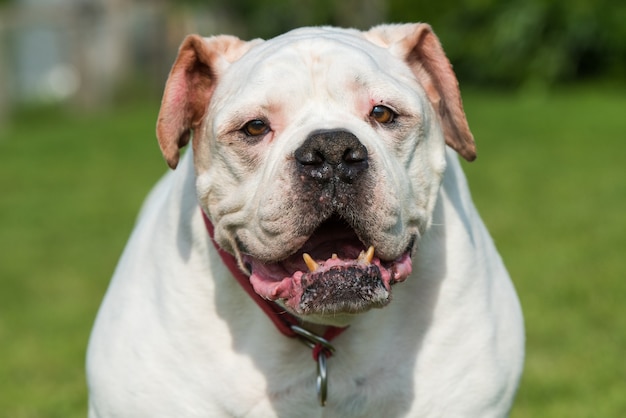 Viejo retrato de perro Bulldog americano de bata blanca en el patio