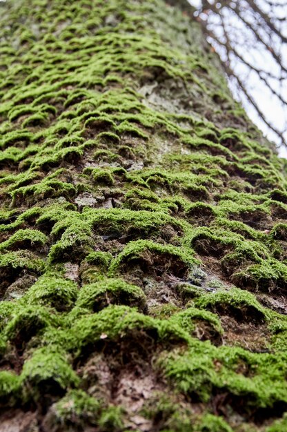 Un viejo roble grande el tronco cubierto de musgo verde Vista inferior