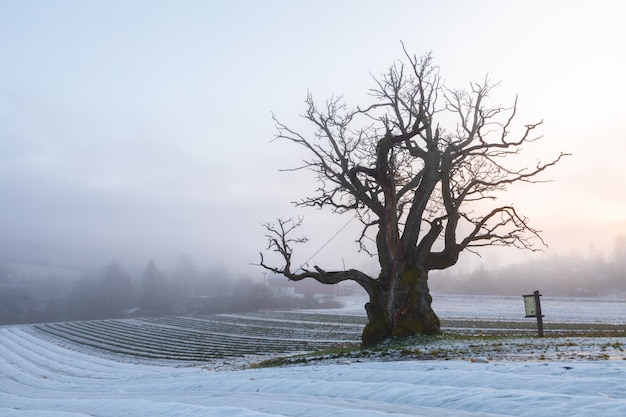 Viejo roble en paisaje de invierno con niebla. Mollestadeika Uno de los robles más grandes de Noruega.