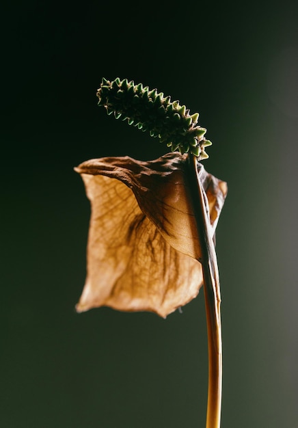 Foto el viejo spathiphyllum en un fondo oscuro