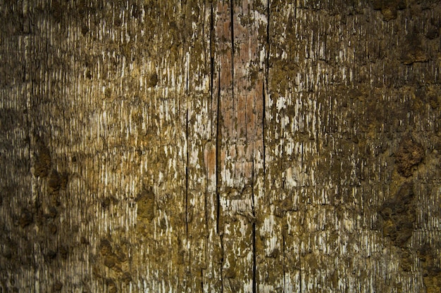 Viejo tablero de madera agrietado cubierto de liquen textura de fondo