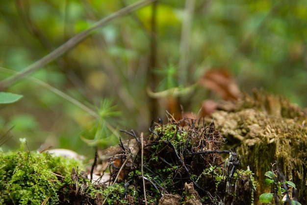 Viejo tocón en el bosque cubierto de hierba y champiñones negros