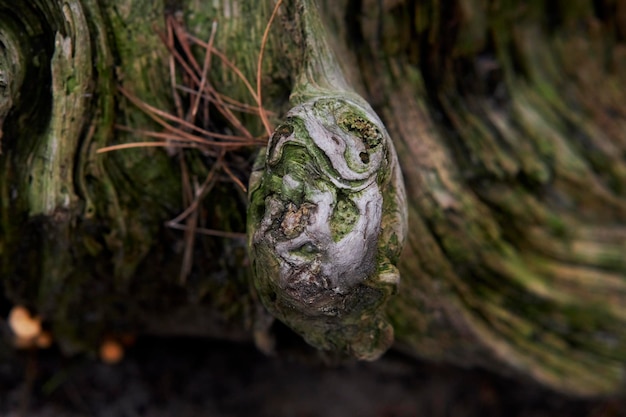 viejo tocón en el bosque, cubierto de musgo verde. Tocón en el bosque cubierto de musgo verde.