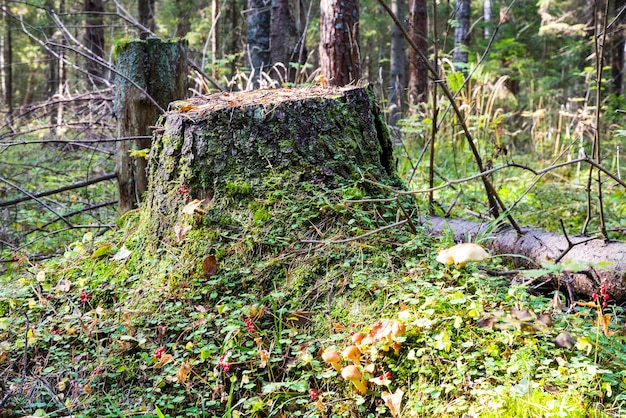 Viejo tocón cubierto de musgo. Tocón en el bosque