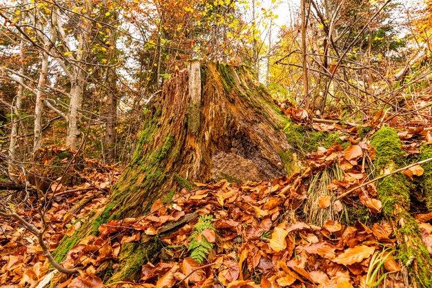 Viejo tocón podrido salpicado de hojas caídas multicolores en un denso bosque otoñal y moho verde