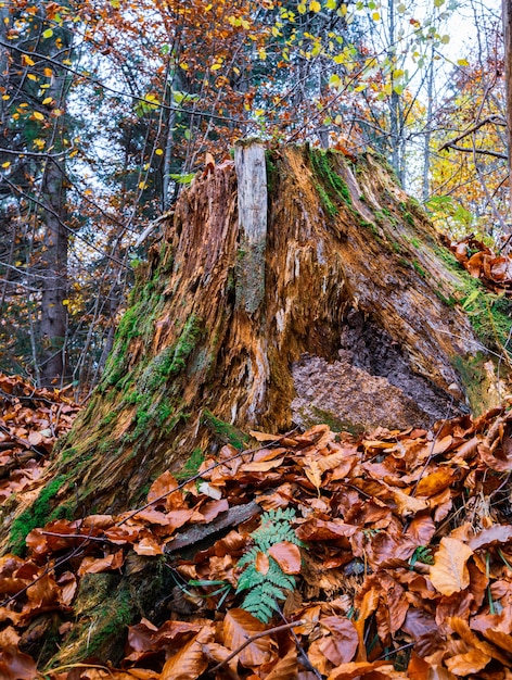 Viejo tocón podrido salpicado de hojas caídas multicolores en un denso bosque otoñal y moho verde