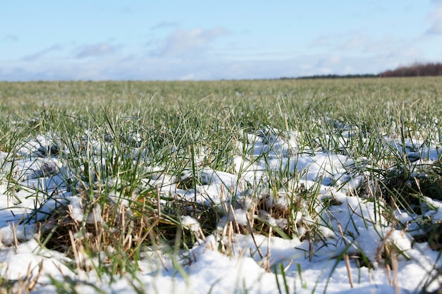 Viejo trigo de invierno congelado cubierto de nieve, invierno en tiempo soleado después de las nevadas. en el campo hay ventisqueros, el cielo azul