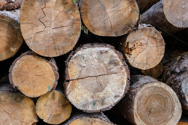 Viejo tronco de árbol aserrado en el bosque con grietas