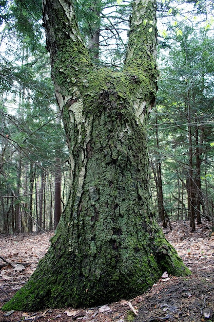 Viejo tronco de árbol cubierto de musgo en el bosque