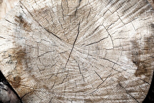 Un viejo tronco de árbol