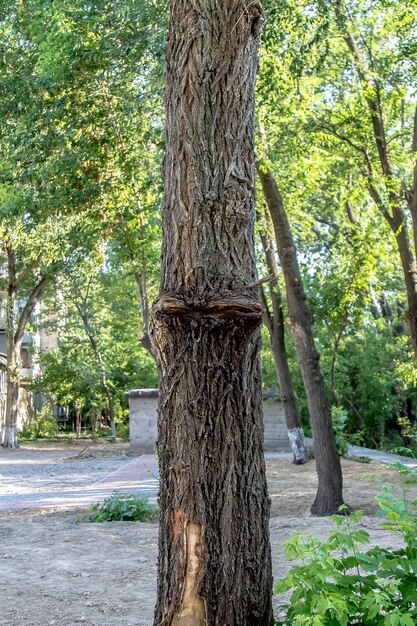 Viejo tronco de árbol