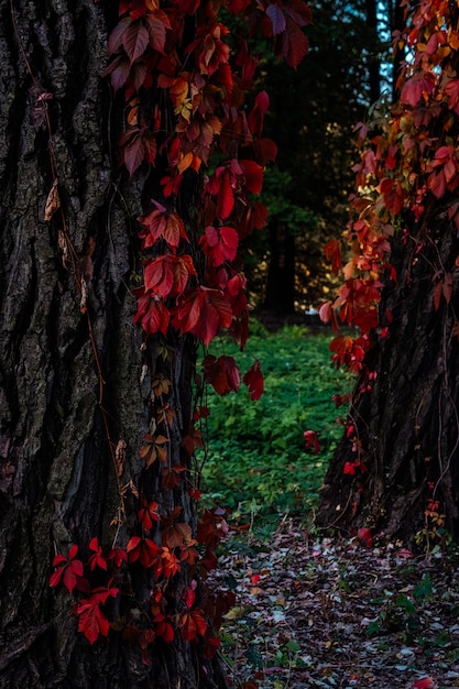 Viejo tronco de madera de arce como fondo de bosque. Detalle de hojas de arce otoñal rojo con árbol.