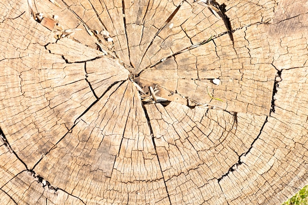 Viejo tronco de madera