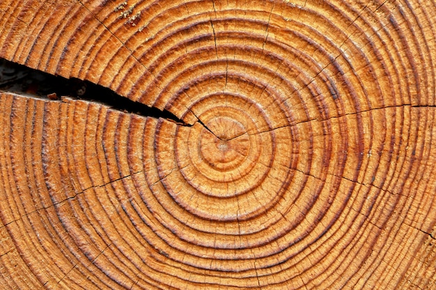 Viejos anillos de árbol marrón