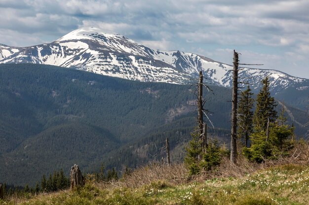 Viejos árboles marchitos bosques vírgenes Zakukullya en el fondo de Hoverla Chornohora las montañas de los Cárpatos